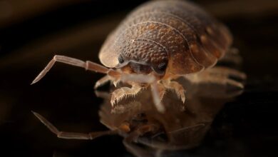 Photo of Wat zijn bedbugs en hoe herken je ze