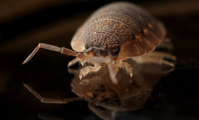 Photo of Wat zijn bedbugs en hoe herken je ze