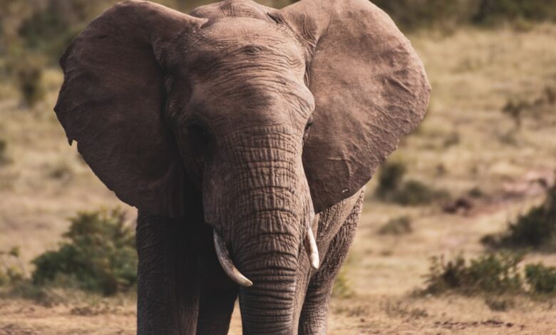 Photo of De indrukwekkende levensduur van een olifant