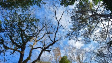 Photo of Snel en makkelijk gratis uitnodigingskaarten downloaden voor elk feest