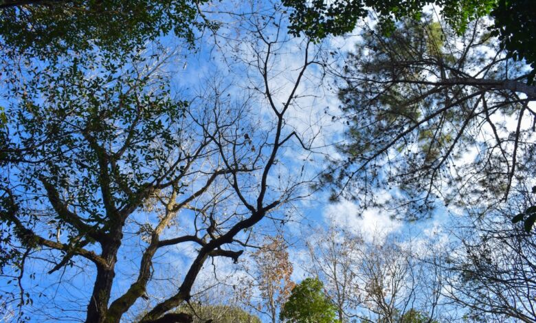 Photo of Snel en makkelijk gratis uitnodigingskaarten downloaden voor elk feest