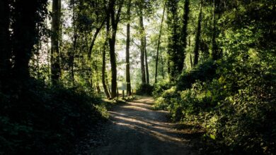 Photo of Kerstkaarten gratis downloaden en zelf versturen