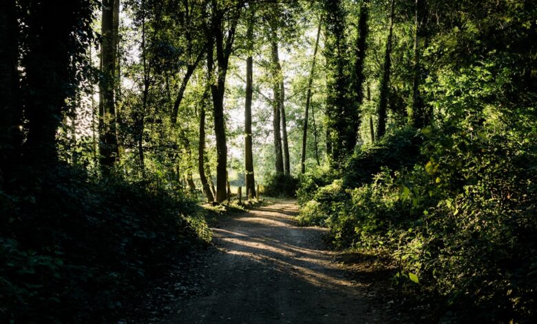 Photo of Kerstkaarten gratis downloaden en zelf versturen