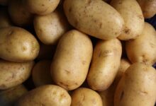 Photo of Aardappelen en groenten in de slowcooker: zo doe je het goed