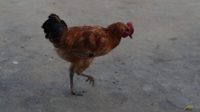 Photo of Surinaamse kip in de slowcooker: zo maak je hem stap voor stap