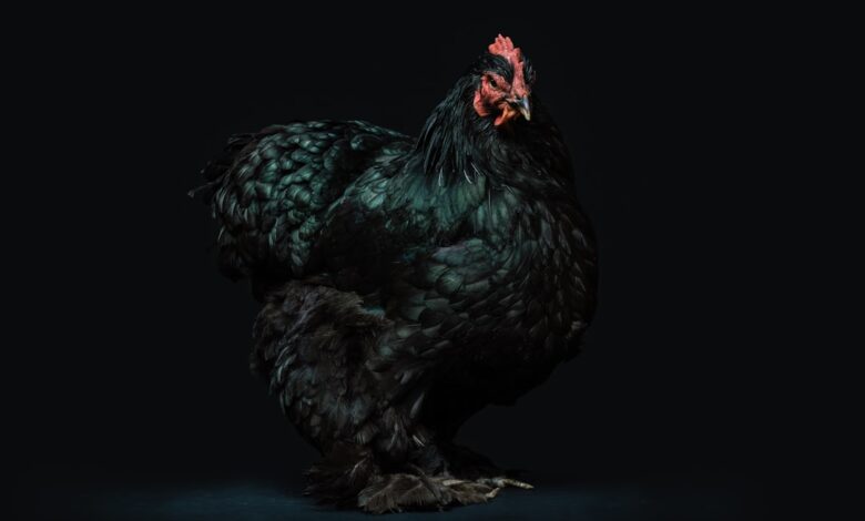 Photo of Zwarte kip in de slowcooker: zo doe je het stap voor stap