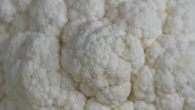 Photo of Bloemkool ovenschotel met gehakt en aardappelschijfjes: zo maak je hem