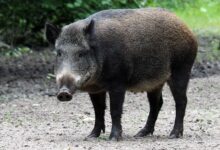 Photo of Wild zwijn stoofpot uit de slowcooker: zo doe je het stap voor stap