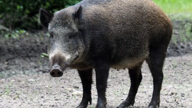 Photo of Wild zwijn stoofpot uit de slowcooker: zo doe je het stap voor stap
