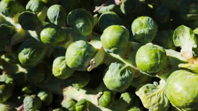 Photo of Spruitjes ovenschotel: zo maak je hem romig, knapperig en onweerstaanbaar